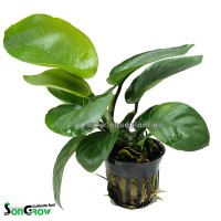 740 Anubias barterii.jpg