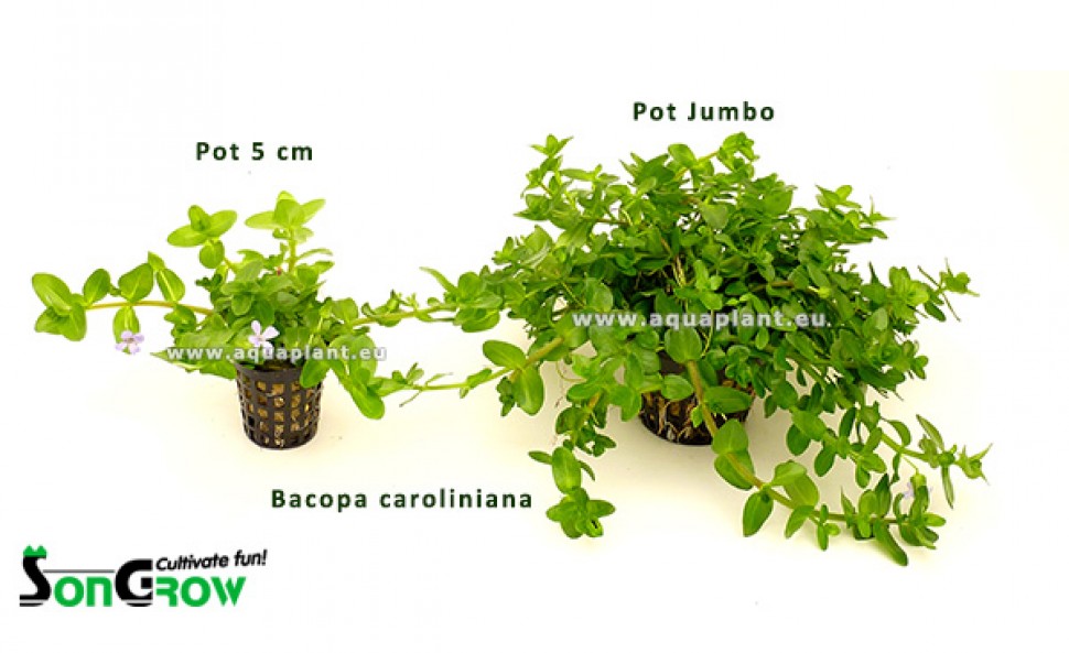 60 + J60  Bacopa caroliniana Pot Jumbo vergelijking.jpg