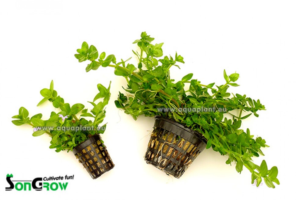 60 + J60  Bacopa caroliniana Pot Jumbo vergelijking 2.jpg