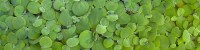 750px-Pistia_stratiotes_2.jpg