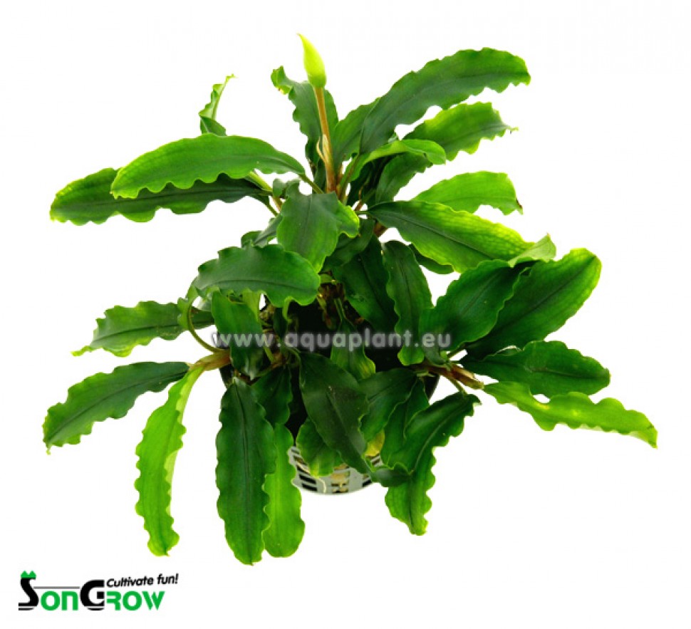 77 Bucephalandra Badanka 2.jpg