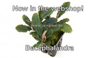 76 bucephalandra deep purple.jpg