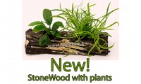stonewood with plants new homepage teaser.jpg