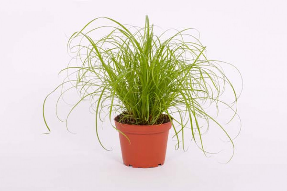 Cyperus_2658.jpg