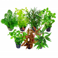 R1 Stengelplanten mix.jpg