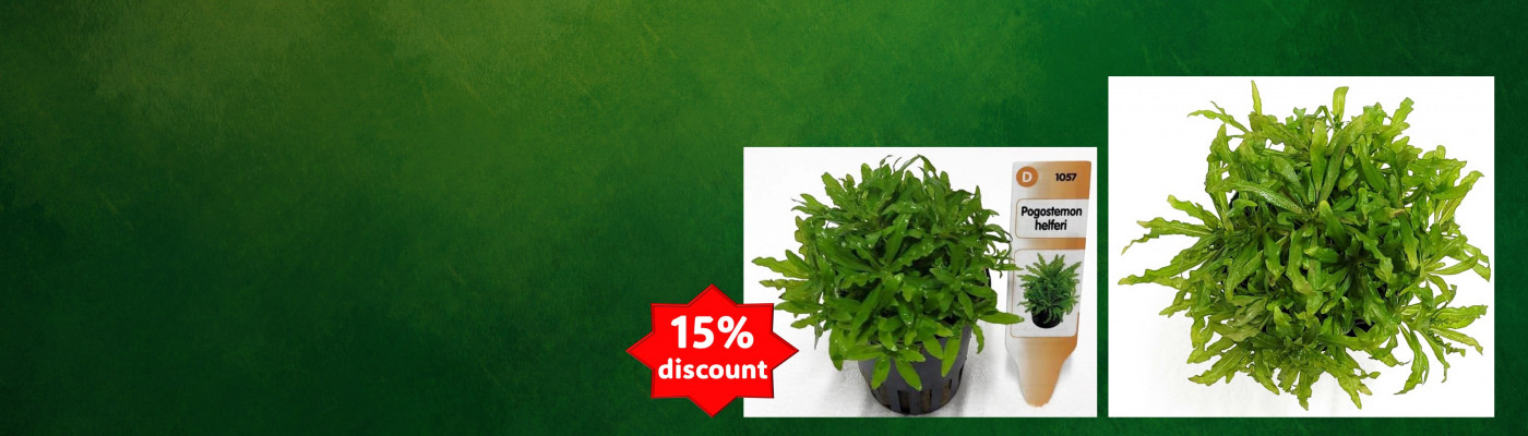 special_plant_of_the_month.jpg