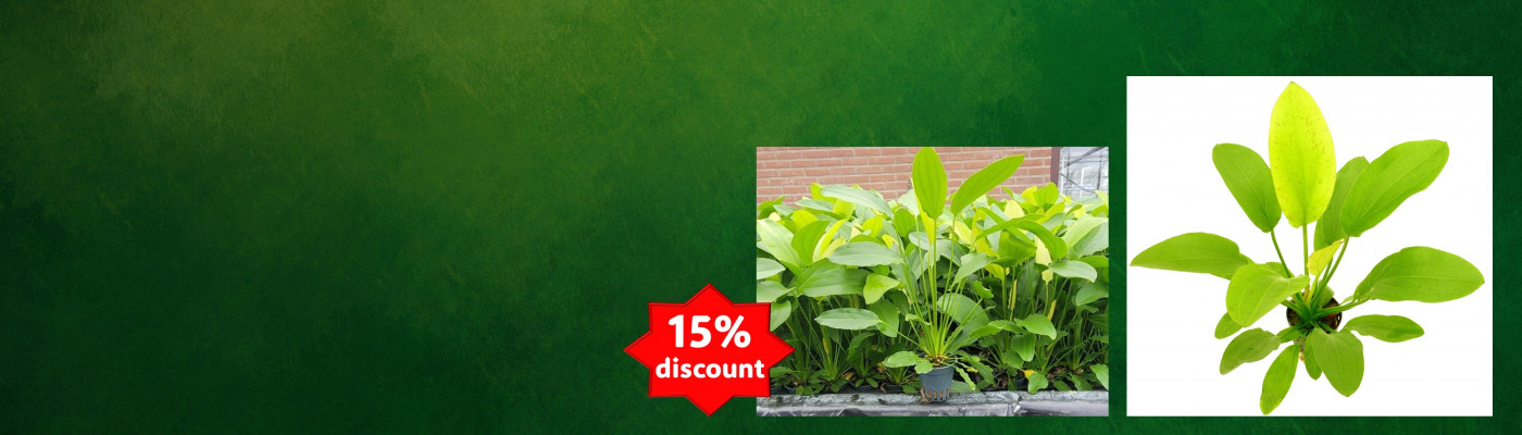 special_plant_of_the_month.jpg