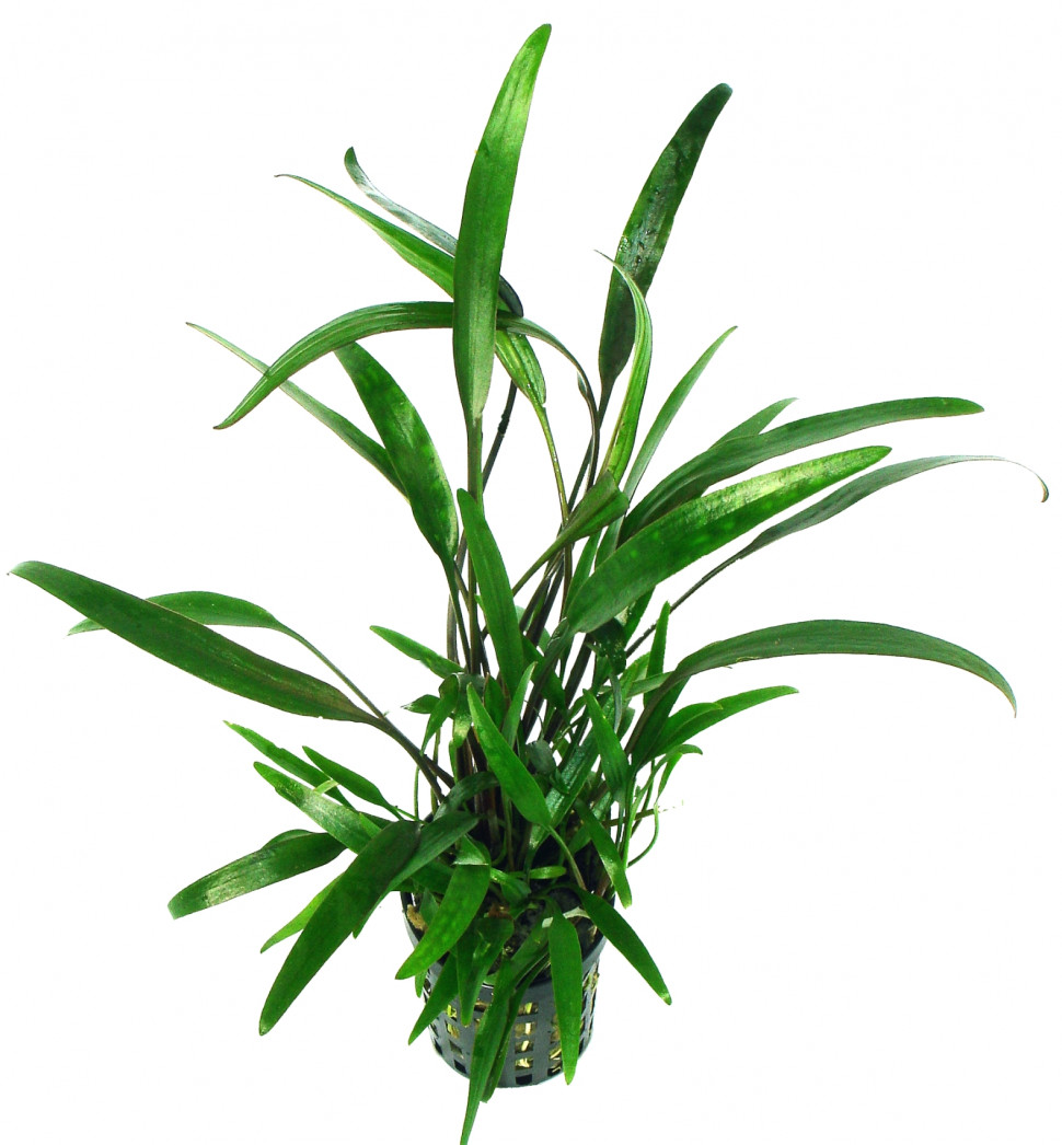 910 Cryptocoryne lucens.jpg