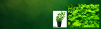 website header - 80 - SPOTM May 2025.jpg