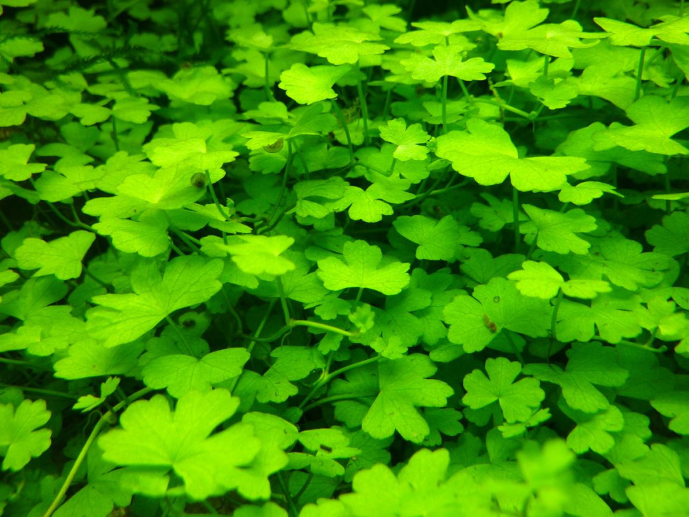 Onder water detail knipsel 80 SPOTM May 2025.JPG